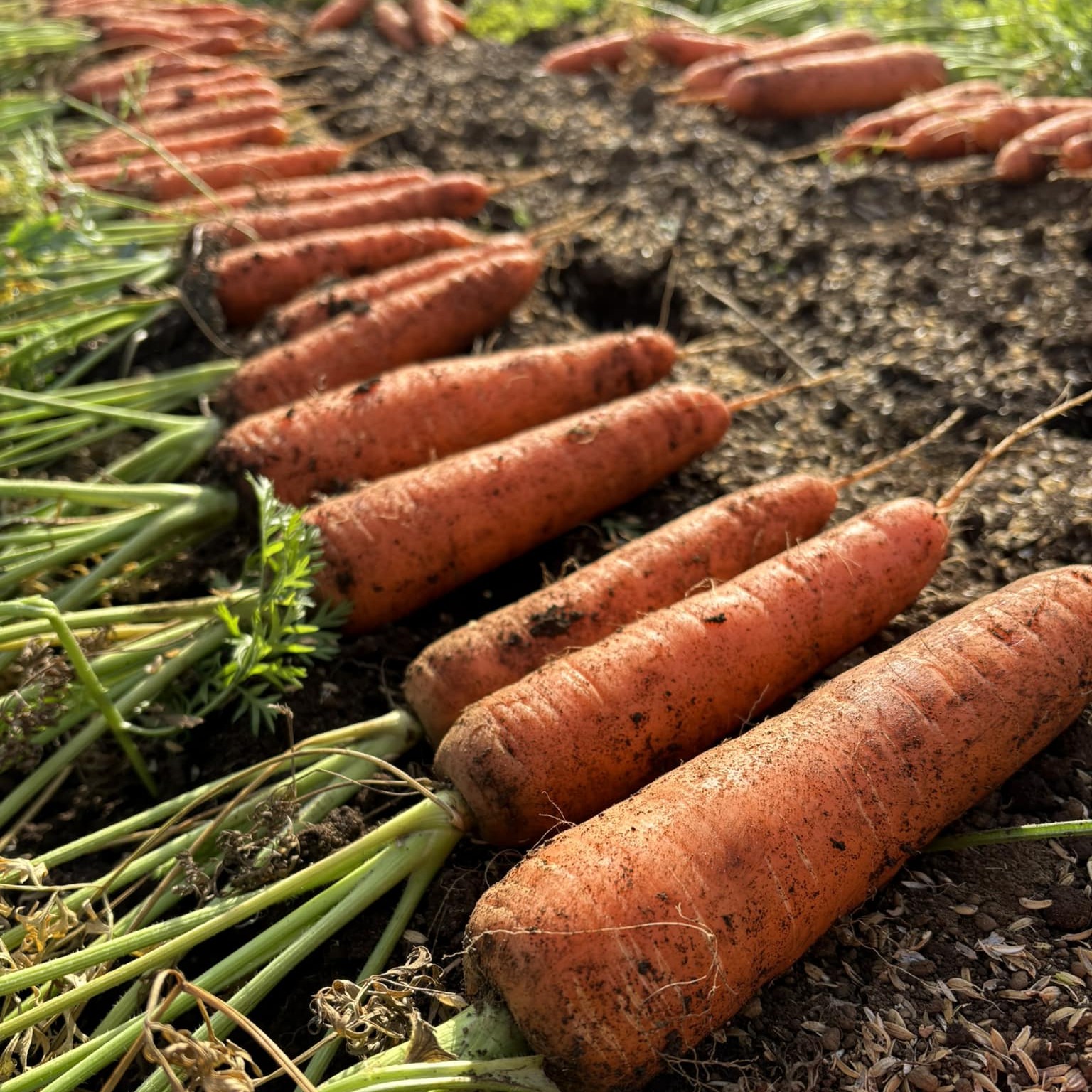 野菜定期同梱【単発】人参 2キロ