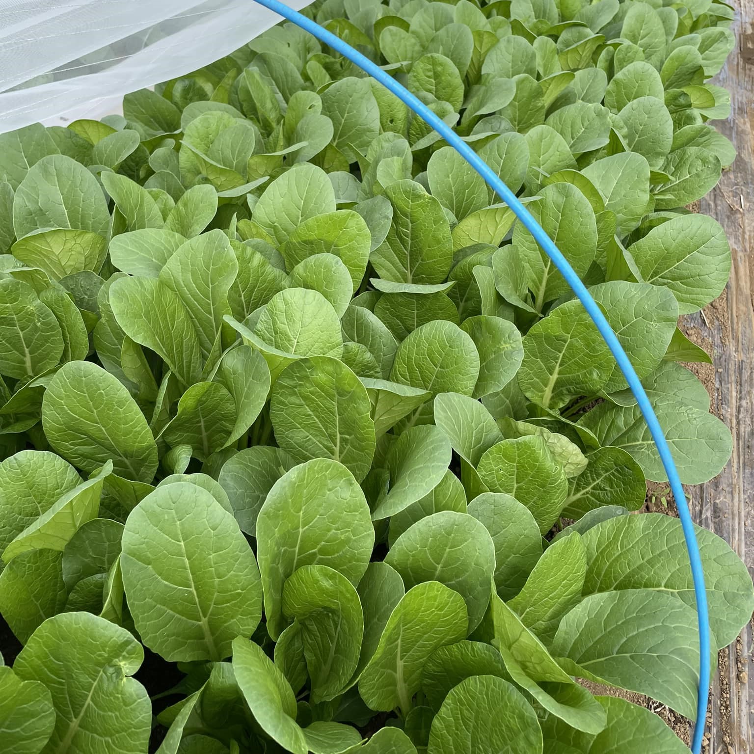 大きな小松菜 3キロ